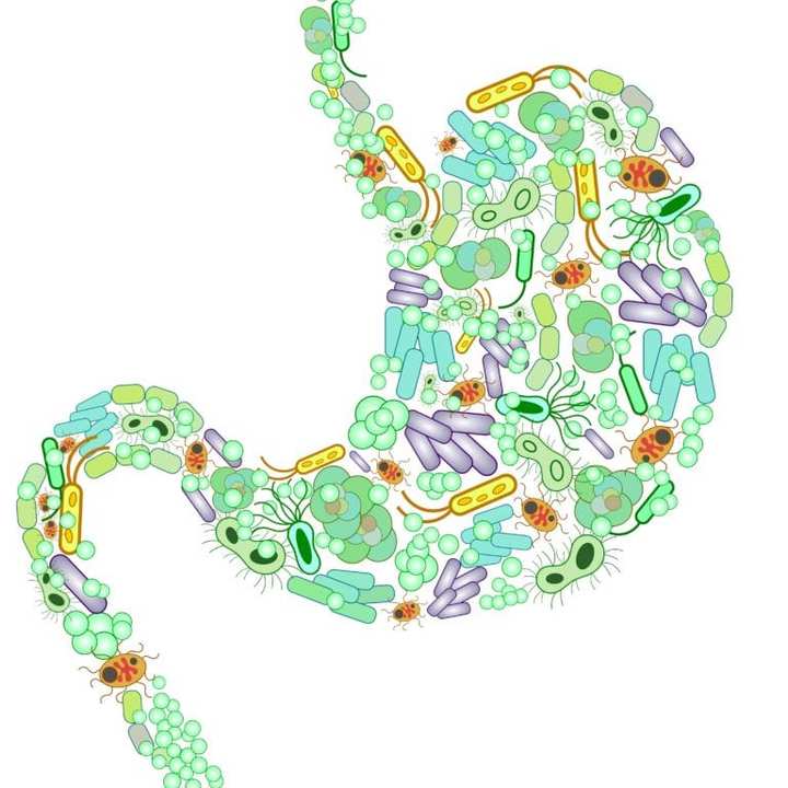 how long does it take for gut microbiome to change